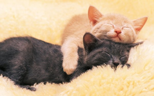 Спящие котята