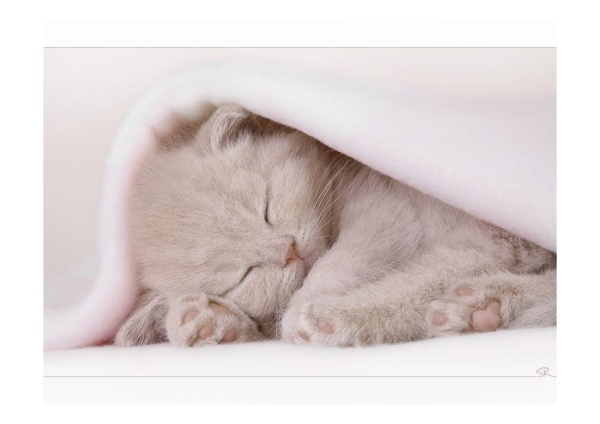 Котенок. Спокойной ночи!