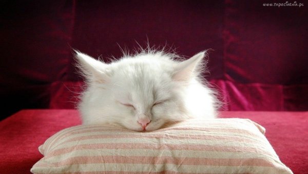 Спокойной ночи котик