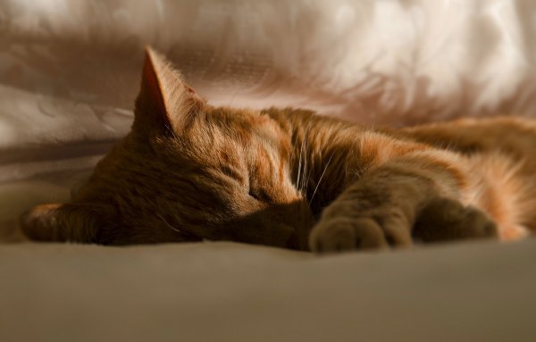 Котенок спит