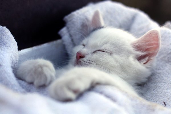 Спящие котята