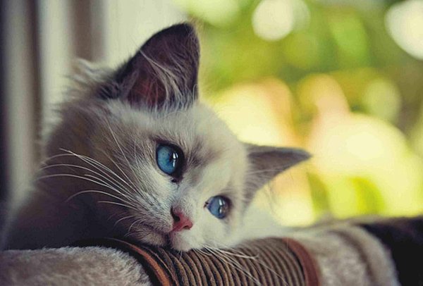 Котенок грустит