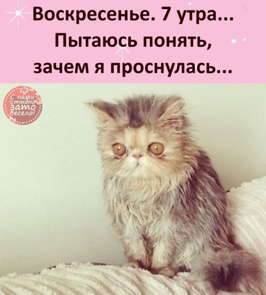 Невыспавшийся котенок