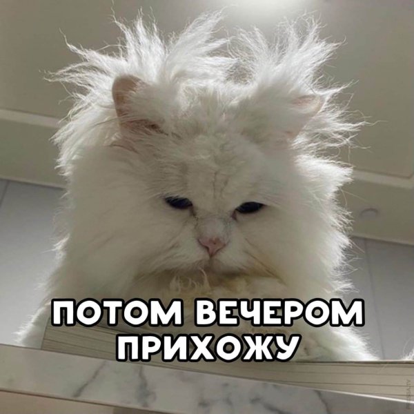 Растрепанный котенок