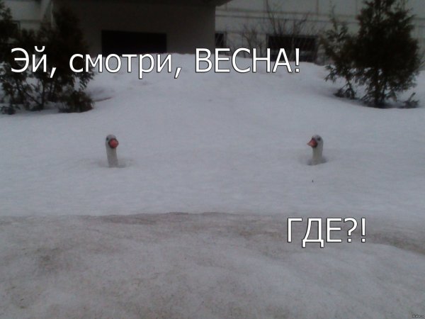 А где Весна картинки прикольные открытки