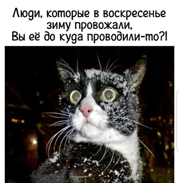 Йольский кот Исландия