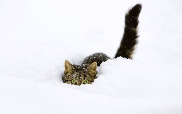 Весна пришла котики