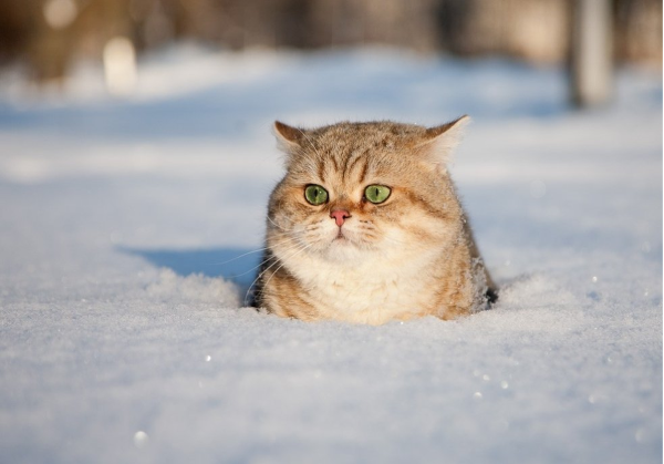 Снежные коты