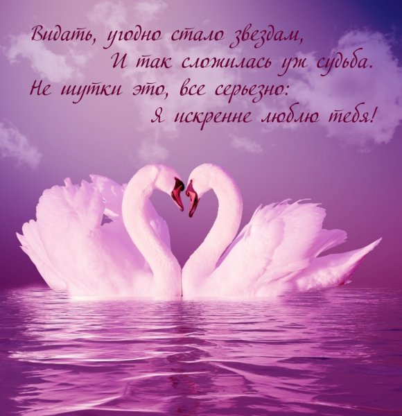Лебеди сердце