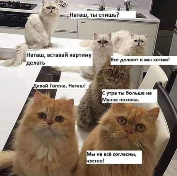 Наташа вставай коты