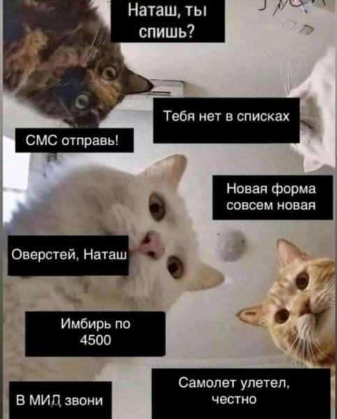 Мемы с котом