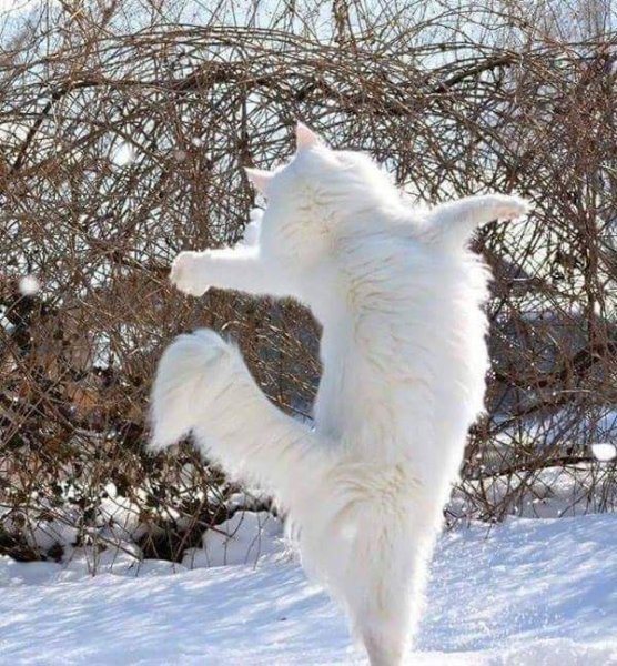 Животные зимой