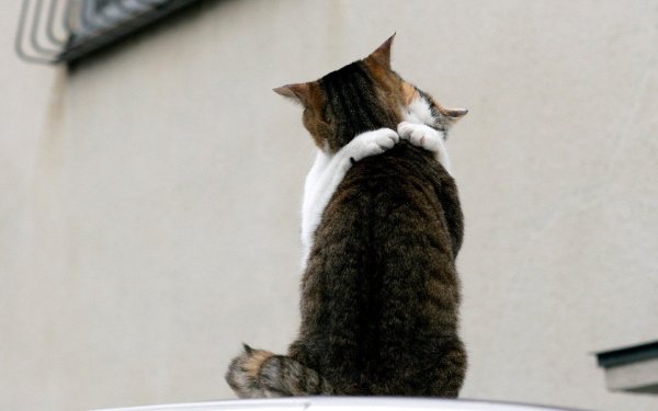 Нежная кошечка