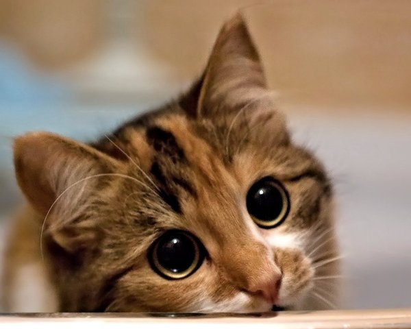 Кот скучает
