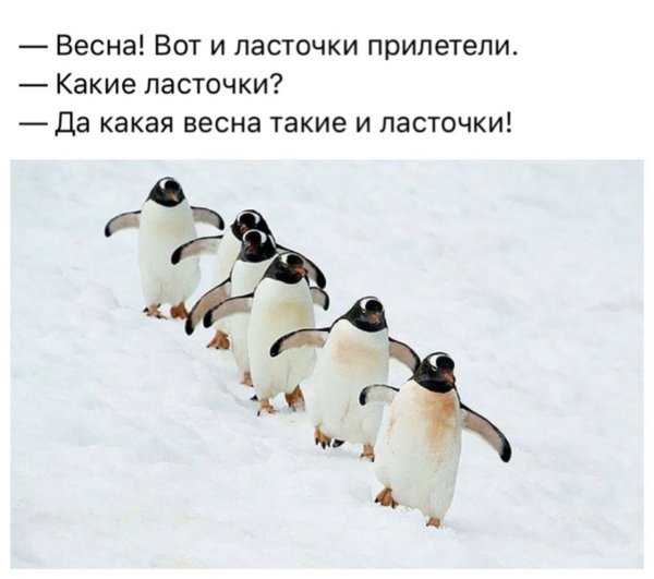 Пингвины прилетели