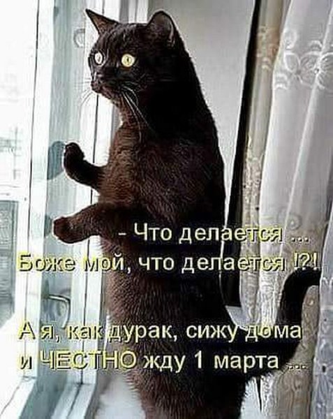 Приколы про мартовских котов