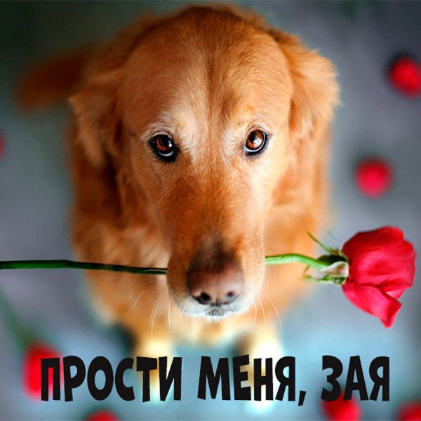 Открытки с извинениями