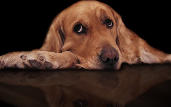 Плачущий кот