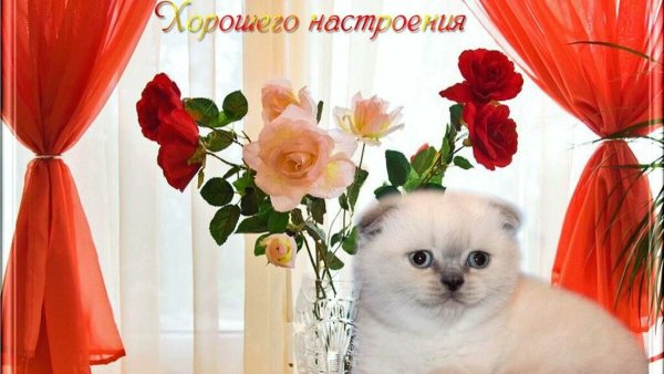 Ромашка с улыбкой
