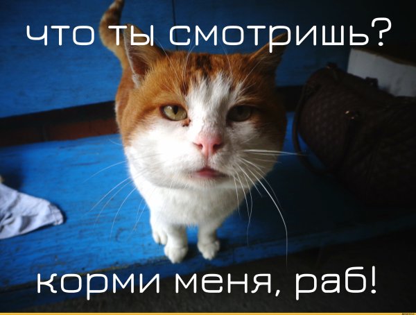 Человек раб кошки