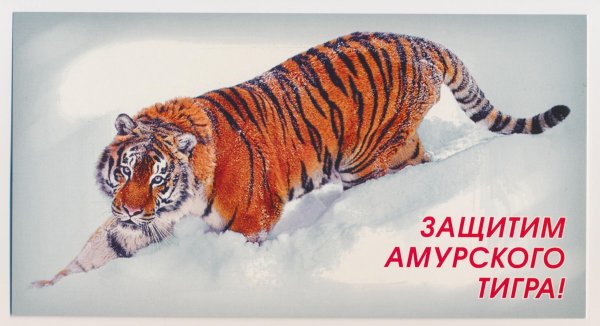 Амурский тигр охрана