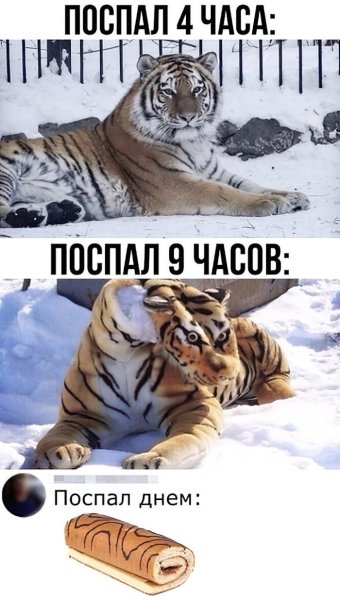 Мем про тигра