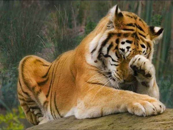 Печальный тигр