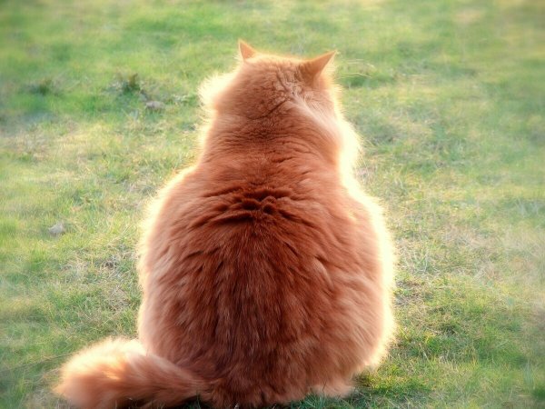 Кот сидит спиной