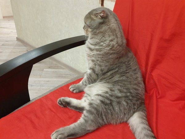 Без кота