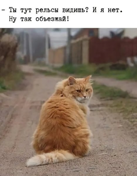 Обиженный кот уходит