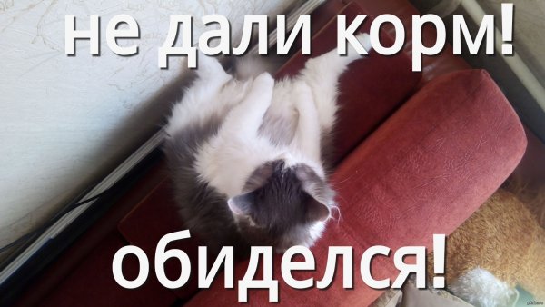 Мкм с кошками про обиды