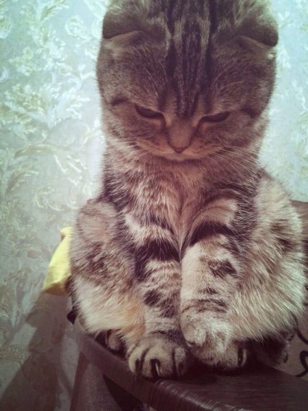 Обиженная кошечка