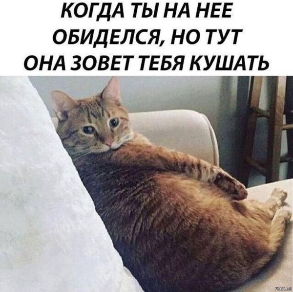 Обиженный кот Мем