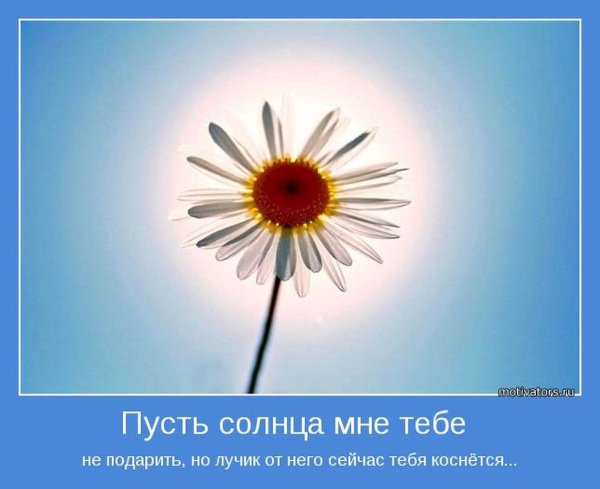 Про ромашки высказывания