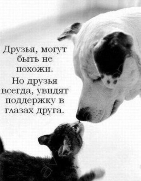 Открытка целую в носик
