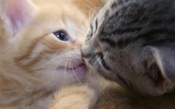 Котик целует