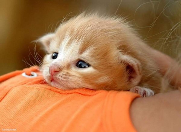 Интересные котята