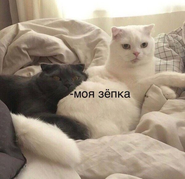 Милые пикчи с котами