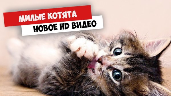 Спокойной ночи красавица