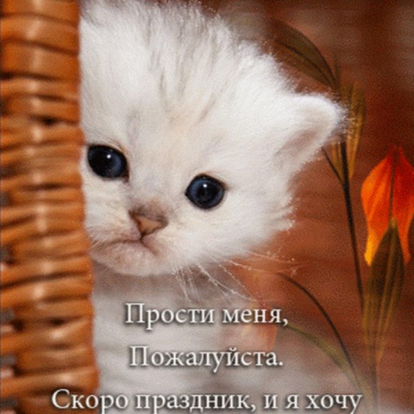 Прости меня пожалуйста