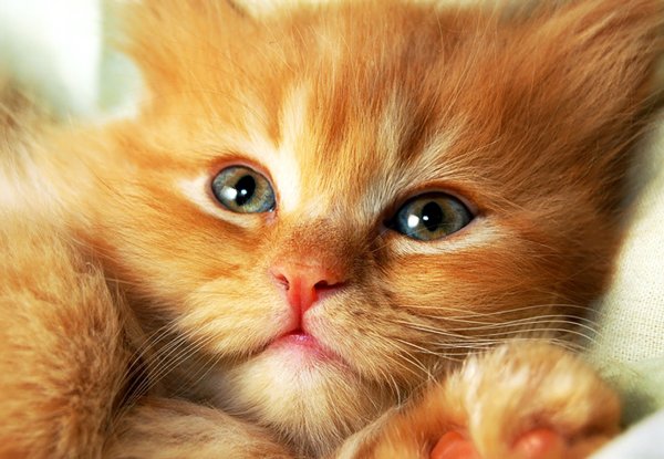 Смешной рыжий котенок