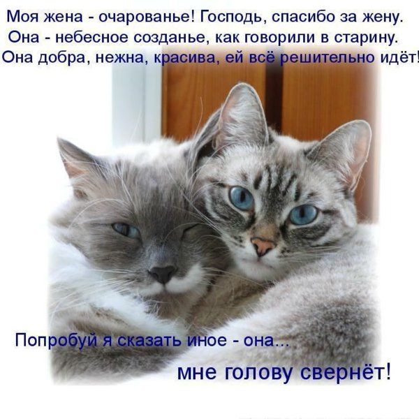 Коты с надписями про любовь