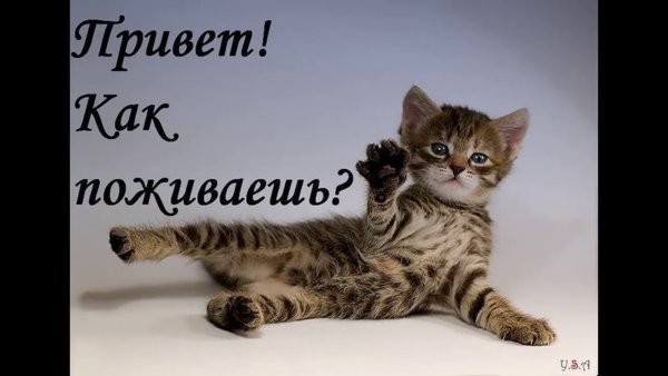Приветики котики