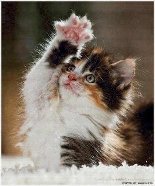 Привет котенок