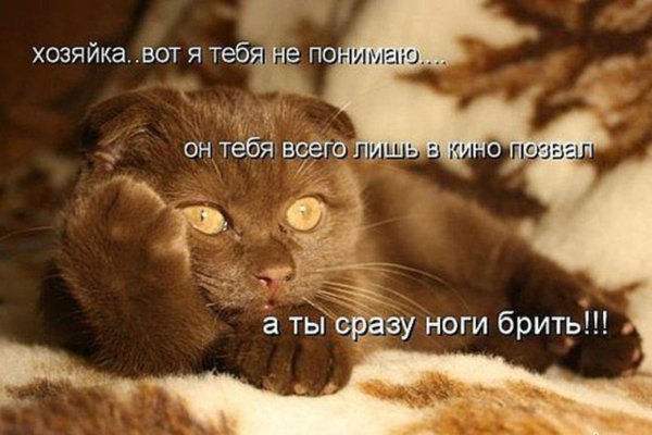 Котоматрица - карантин