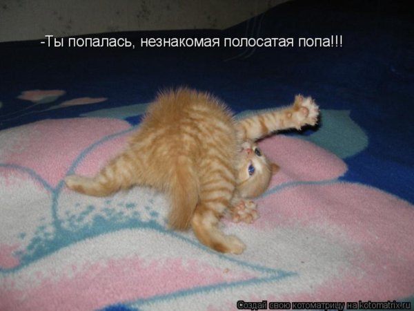 С 1 апреля рыжий кот