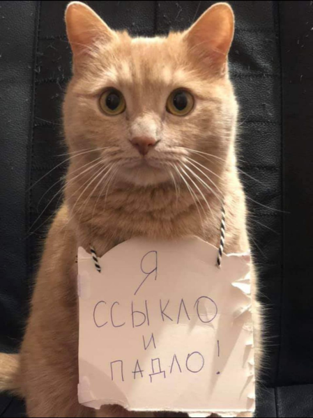 Котики с надписями