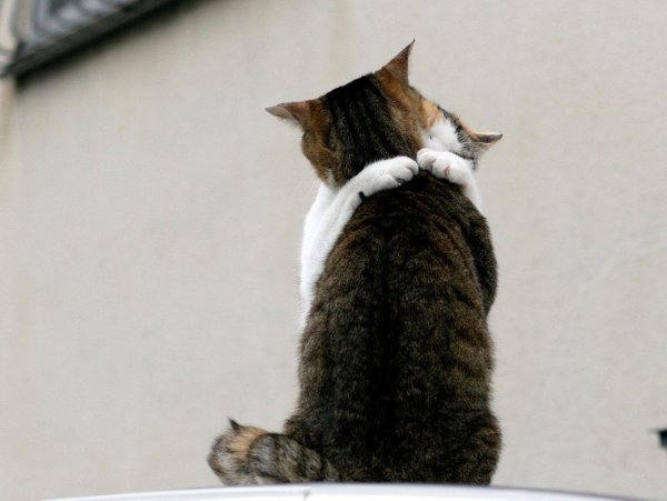 Нежность котята