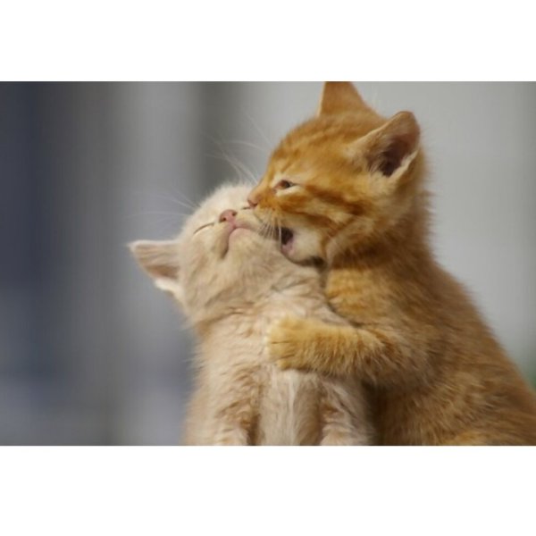 Люблю тебя котенок