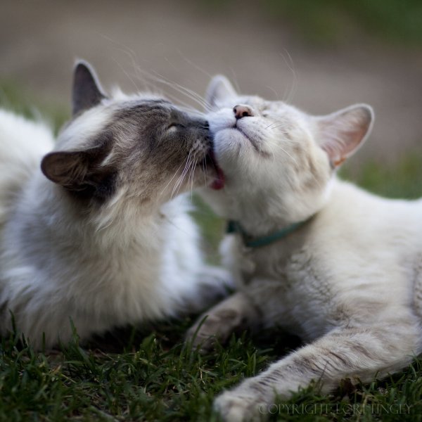Влюбленные котики